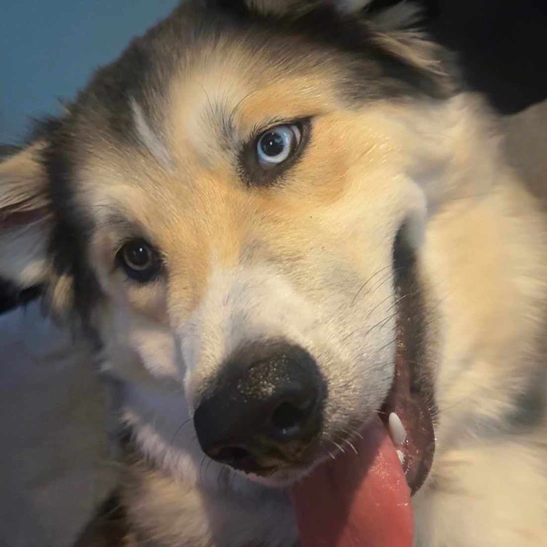 Sadie joined the competition — help win amazing prizes! dog, canine, portrait, close_up, tongue_out, blue_eyes, fur, pet, animal, cute, happy, smiling, indoor, face, muzzle, ears, friendly, domestic_animal, furry, companion