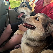 Sadie joined the competition — help win amazing prizes! dog, husky, blue_eyes, person, red_shirt, car_interior, window, sunlight, grass, trees, happy, panting, pet, animal, fur, seat, nature, outdoor, smiling, companion