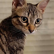 Berlioz a rejoint le concours — aidez-le/la à gagner de superbes lots ! cat, tabby, indoor, close_up, animal, pet, feline, whiskers, ears, fur, eyes, portrait, striped, alert, mammal, cute, domestic_animal, young, sitting, background_blur