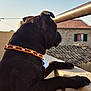 animal, balcony, black_dog, calm, collar, daylight, dog, ears, fence, guarding, house, outdoor, paw, pet, quiet, roof, stone_house, sunlight, watching, window