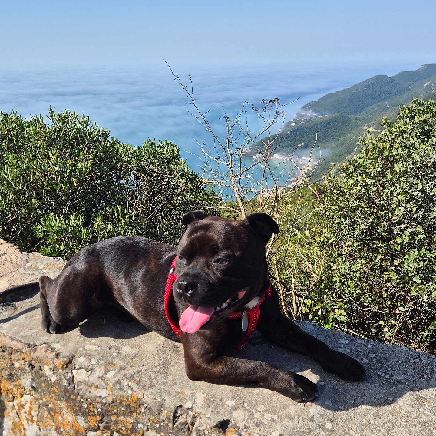 Uros a rejoint le concours — aidez-le/la à gagner de superbes lots ! animal, black_dog, coast, daytime, dog, greenery, landscape, mountain, nature, outdoor, pet, red_harness, relaxed, scenic_view, sea, sky, stone_ledge, summer, sunny, tongue_out