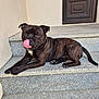 animal, black, brindle, brown, canine, collar, dog, door, granite, lying_down, outdoor, paw, pet, playful, relaxed, resting, steps, tongue, tongue_out, wall