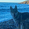 Black participe au concours pour gagner de l'argent avec cette photo : dog, beach, rocks, ocean, water, waves, sky, cliff, outdoor, nature, animal, leash, pet, canine, coast, shore, daytime, landscape, smiling, fur