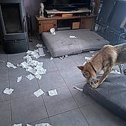 Black participe au concours pour gagner de l'argent avec cette photo : dog, living_room, floor, paper, mess, cushion, tile_floor, wooden_furniture, television, dog_collar, chair, sofa, indoor, pet, animal, disorder, guilty_dog, household, home_interior, playful