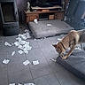 dog, living_room, floor, paper, mess, cushion, tile_floor, wooden_furniture, television, dog_collar, chair, sofa, indoor, pet, animal, disorder, guilty_dog, household, home_interior, playful