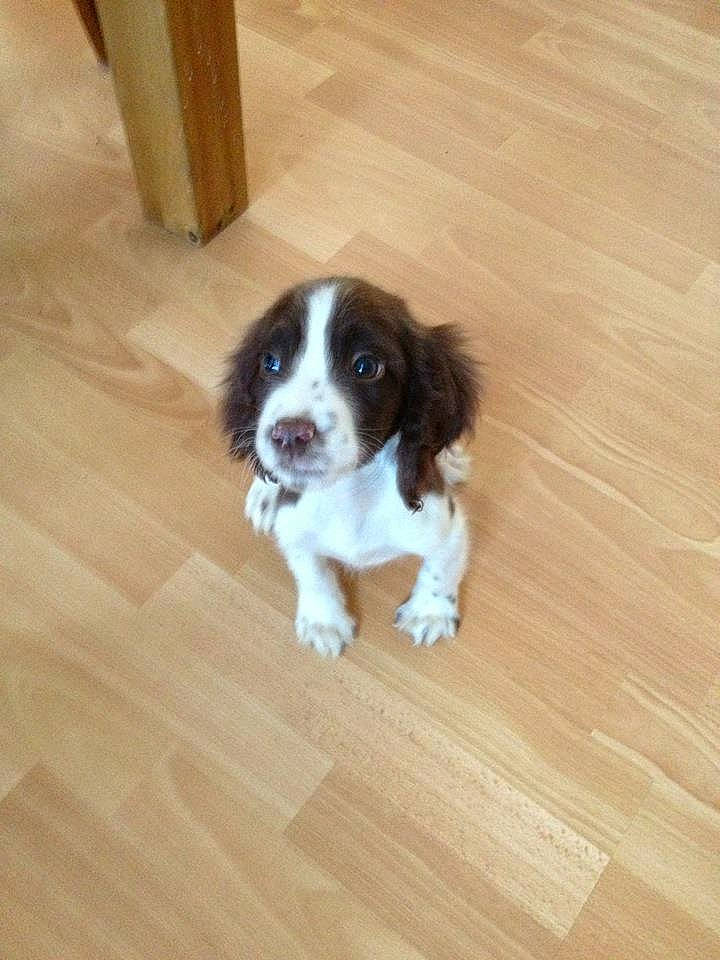 Flint joined the competition — help win amazing prizes! canidae, carnivore, cavalier_king_charles_spaniel, companion_dog, dog, dog_breed, floor, flooring, hardwood, king_charles_spaniel, laminate_flooring, liver, plank, snout, spaniel, toy_dog, varnish, wood, wood_flooring, wood_stain