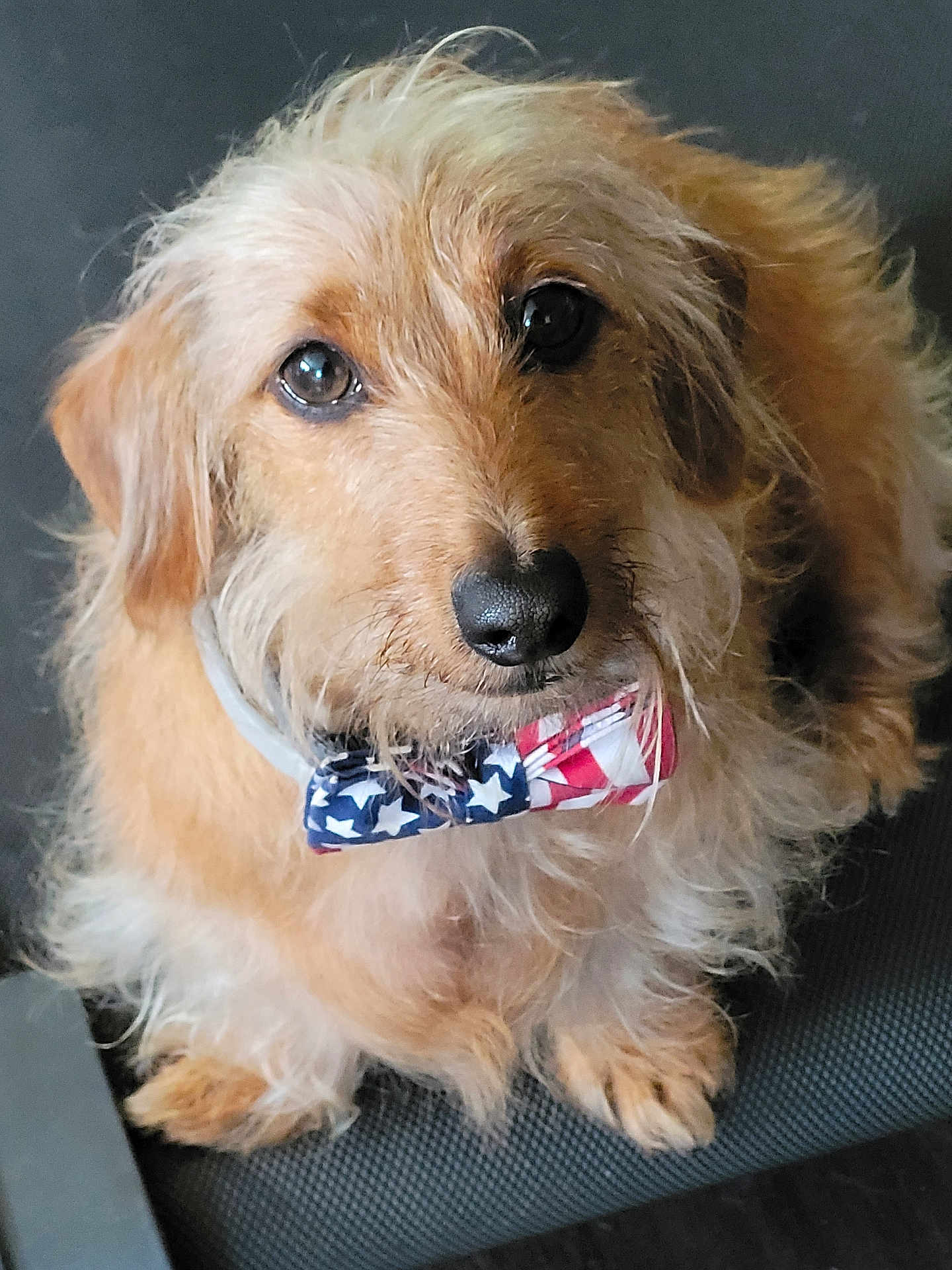 Flynn joined the competition — help win amazing prizes! dog, bow_tie, american_flag, pet, scruffy, fur, close_up, portrait, animal, cute, sitting, indoor, chair, brown_fur, black_nose, whiskers, looking_up, fluffy, domestic_animal, adorable