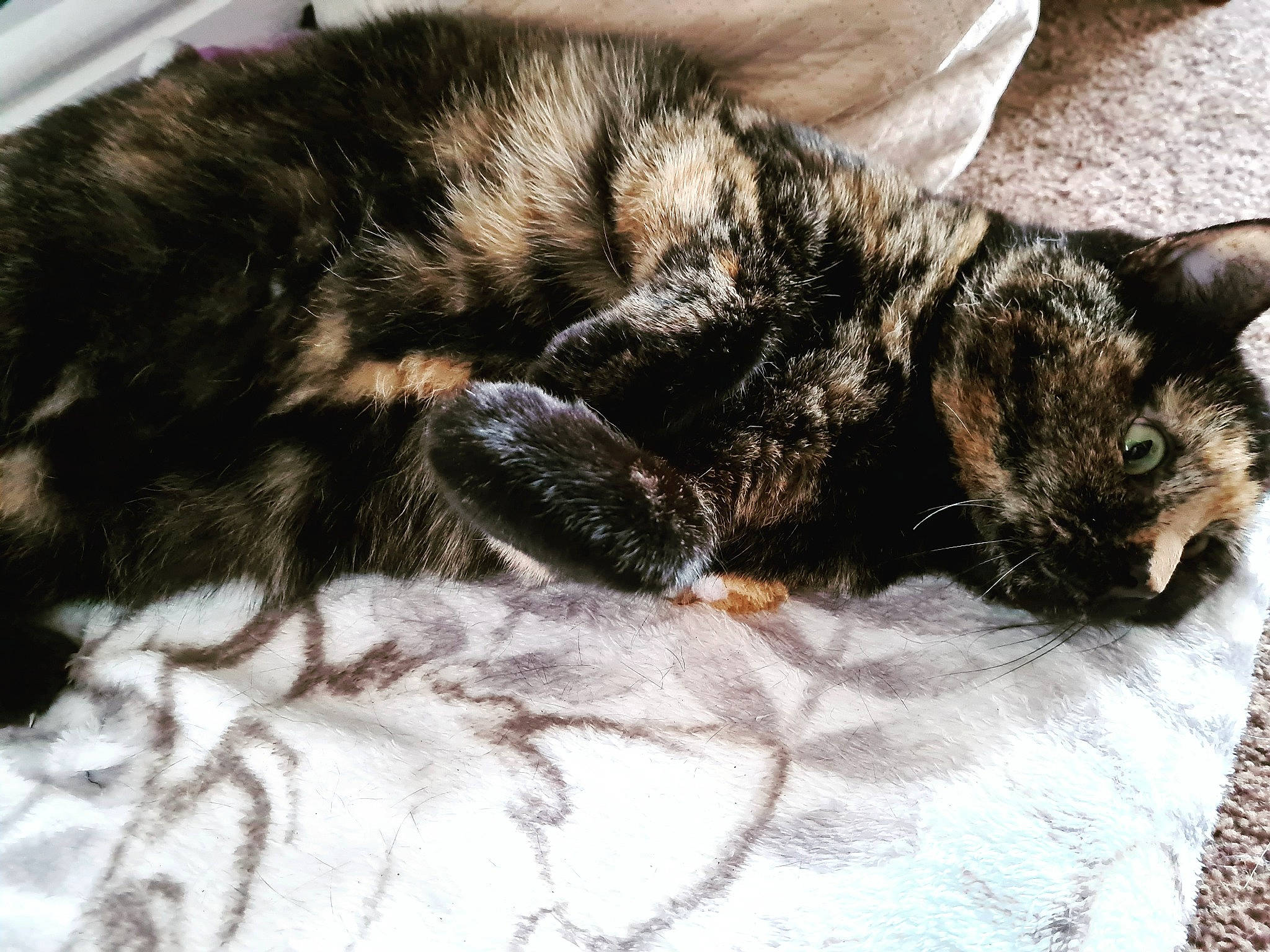 Cally is registered to the contest to win money with this photo: carnivore, cat, claw, comfort, domestic_short_haired_cat, felidae, fur, grass, nap, paw, sleep, small_to_medium_sized_cats, snout, tail, terrestrial_animal, whiskers