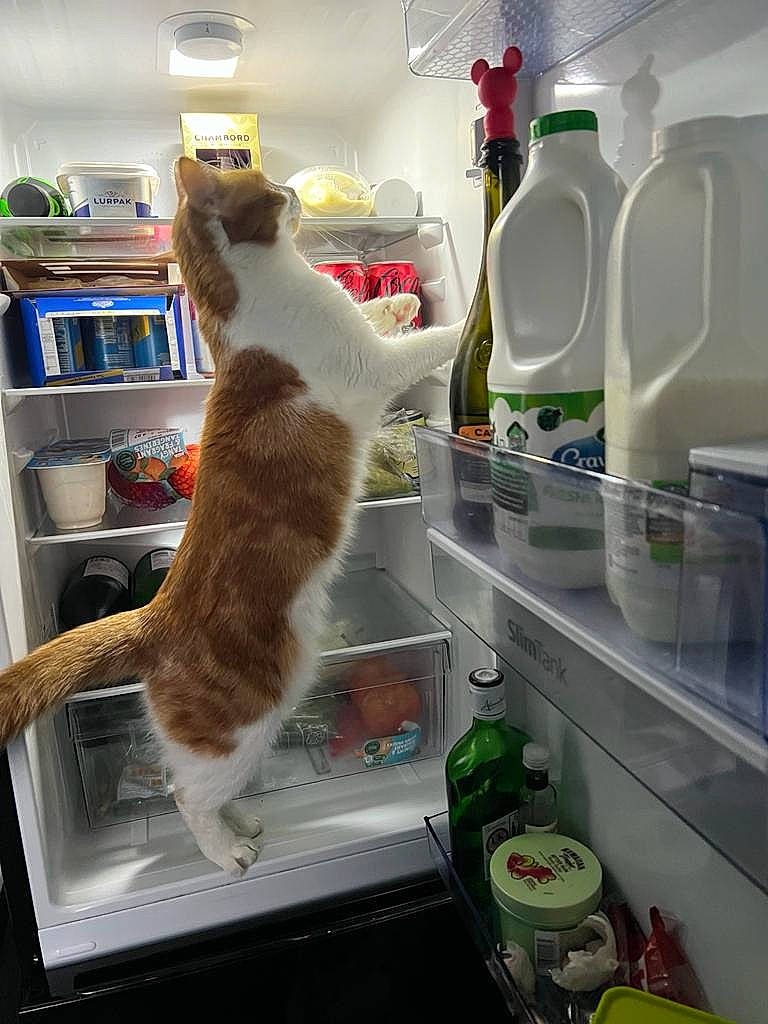 Milly is registered to the contest to win money with this photo: bookcase, bottle, carnivore, cat, felidae, fur, gas, home_appliance, kitchen_appliance, machine, major_appliance, pet_supply, publication, refrigerator, room, shelf, shelving, small_to_medium_sized_cats, tail, whiskers