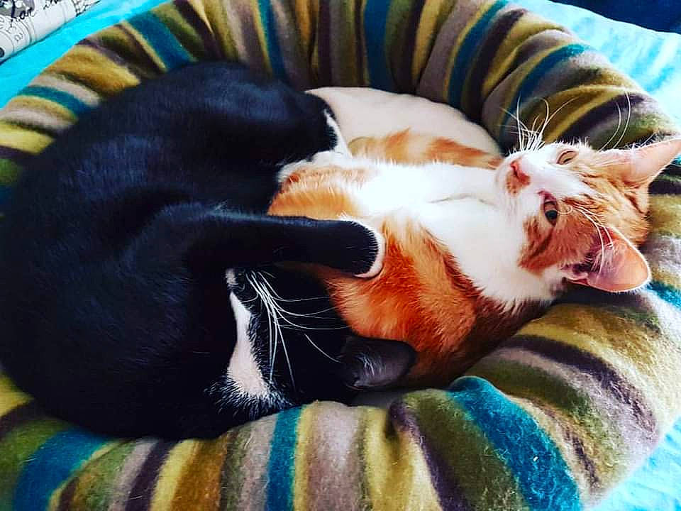 Milly joined the competition — help win amazing prizes! canidae, carnivore, cat, claw, comfort, companion_dog, dog_breed, domestic_short_haired_cat, eye, felidae, fur, human_leg, lap, linens, nap, paw, small_to_medium_sized_cats, snout, tail, whiskers