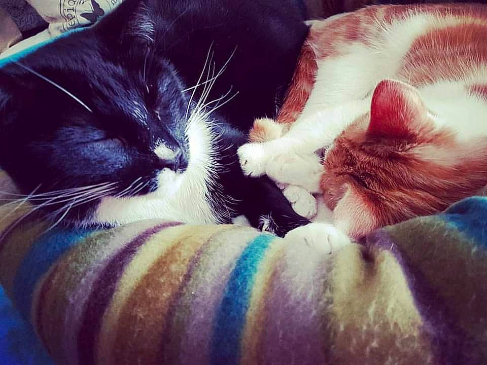 Milly joined the competition — help win amazing prizes! carnivore, cat, close_up, comfort, domestic_short_haired_cat, electric_blue, felidae, foot, fur, gesture, human_leg, mammal, nail, nose, paw, small_to_medium_sized_cats, snout, tail, vertebrate, whiskers