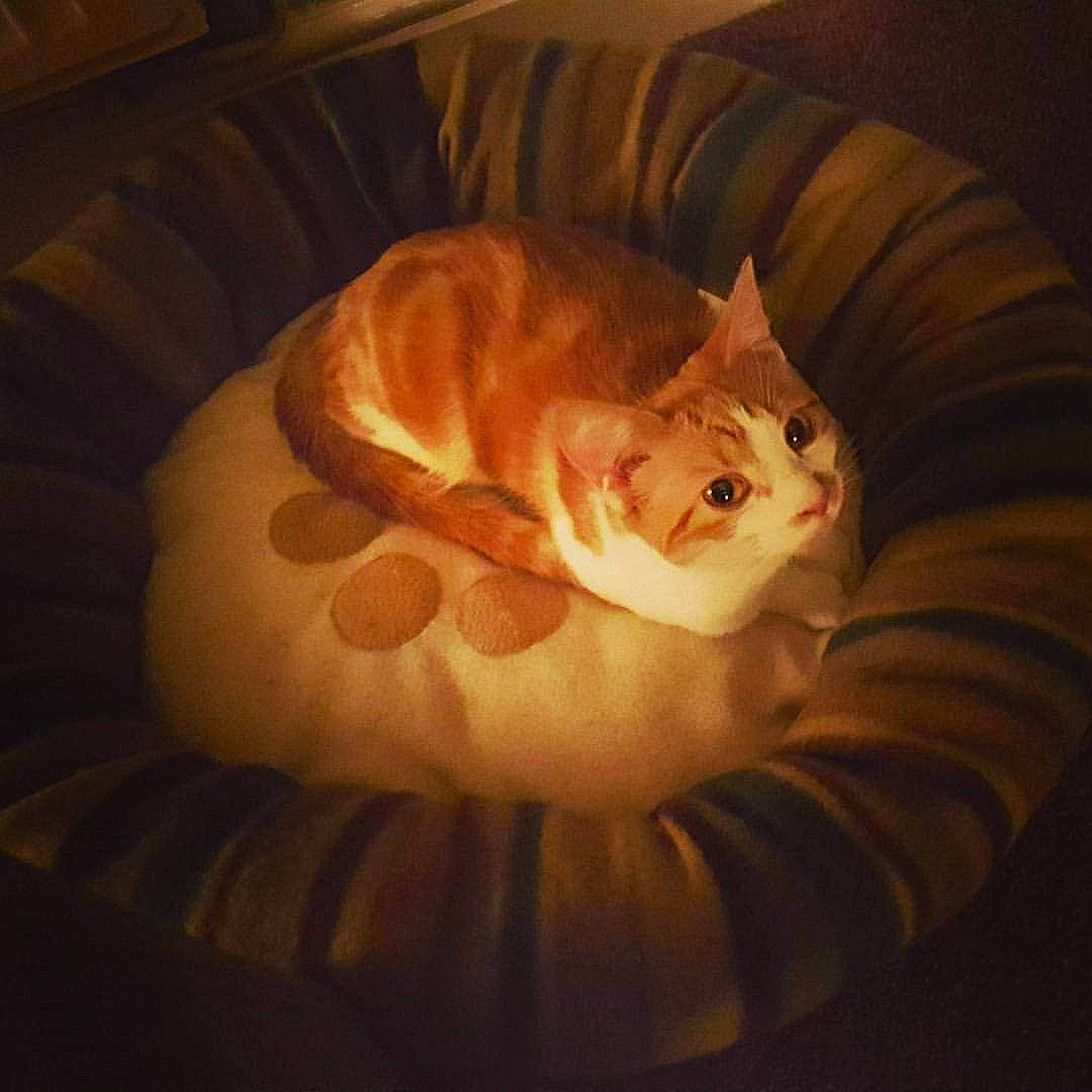 Milly joined the competition — help win amazing prizes! bed, canidae, carnivore, cat, cat_supply, chair, comfort, couch, darkness, domestic_short_haired_cat, felidae, fur, hardwood, paw, room, small_to_medium_sized_cats, snout, tail, whiskers, wood