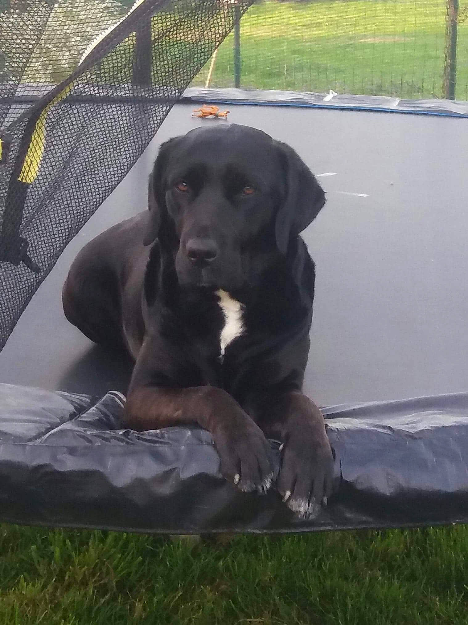 Moly participe au concours pour gagner de l'argent avec cette photo : beagador, borador, cane_corso, canidae, carnivore, companion_dog, dog, dog_breed, fawn, guard_dog, hunting_dog, labrador_retriever, mammal, retriever, snout, sporting_group, tail, vertebrate