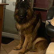 Basso participe au concours pour gagner de l'argent avec cette photo : dog, german_shepherd, indoor, sitting, tile_floor, furniture, door, glass, snowflake_decor, pet, canine, animal, brown, black, fur, ears, eyes, legs, calm, companion