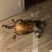 Léo a rejoint le concours — aidez-le/la à gagner de superbes lots ! animal, belly_up, cat, ears, face, flooring, fluffy, funny_pose, home, indoor, lying_down, paws, pet, relaxed, stretching, striped_fur, tabby_cat, tail, whiskers, wooden_floor
