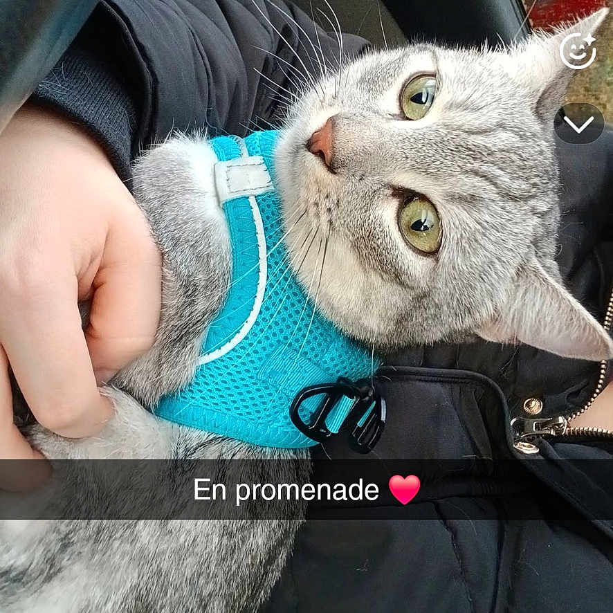 Grisou a rejoint le concours — aidez-le/la à gagner de superbes lots ! cat, gray_tabby, harness, pet, animal, indoor, car_interior, hand, person, snapchat_overlay, text_overlay, close_up, cute, feline, eyes, whiskers, seat, jacket, cozy, resting