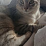 Grisou participe au concours pour gagner de l'argent avec cette photo : cat, tabby, pet, animal, indoor, bed, blanket, cozy, fur, whiskers, relaxed, resting, sunlight, window, comfortable, cute, mammal, domestic, feline, sleepy