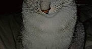 Grisou a rejoint le concours — aidez-le/la à gagner de superbes lots ! cat, gray_tabby, pet, animal, indoor, bed, sleepy, fur, whiskers, ears, cute, mammal, domestic_cat, portrait, feline, resting, soft_lighting, close_up, teddy_bear_emoji, dark_background