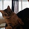 cat, tabby_cat, indoor, curtains, window, person, hand, furniture, table, curious, pet, domestic_animal, light, shadow, cozy, home, animal, mammal, fur, whiskers