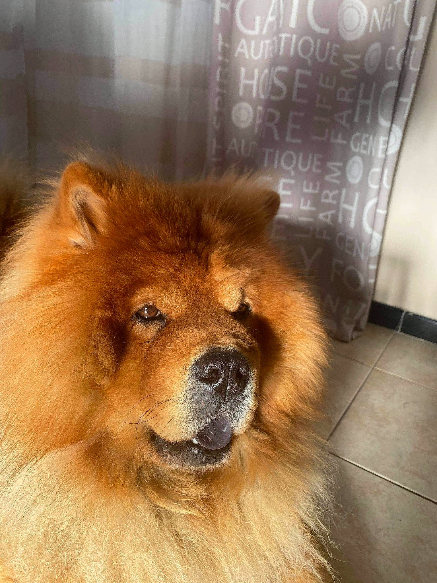 Gaffy a rejoint le concours — aidez-le/la à gagner de superbes lots ! ancient_dog_breeds, canidae, carnivore, chow_chow, companion_dog, dog, dog_breed, eurasier, fawn, finnish_spitz, german_spitz, german_spitz_klein, german_spitz_mittel, mammal, non_sporting_group, snout, sporting_group, vertebrate, volpino_italiano