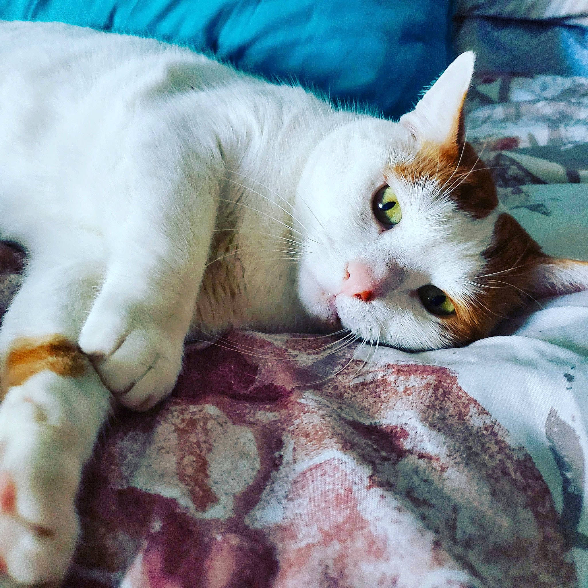 Chino joined the competition — help win amazing prizes! bedding, carnivore, cat, claw, comfort, domestic_short_haired_cat, fawn, felidae, foot, fur, linens, nap, paw, sitting, sleep, small_to_medium_sized_cats, snout, tail, whiskers