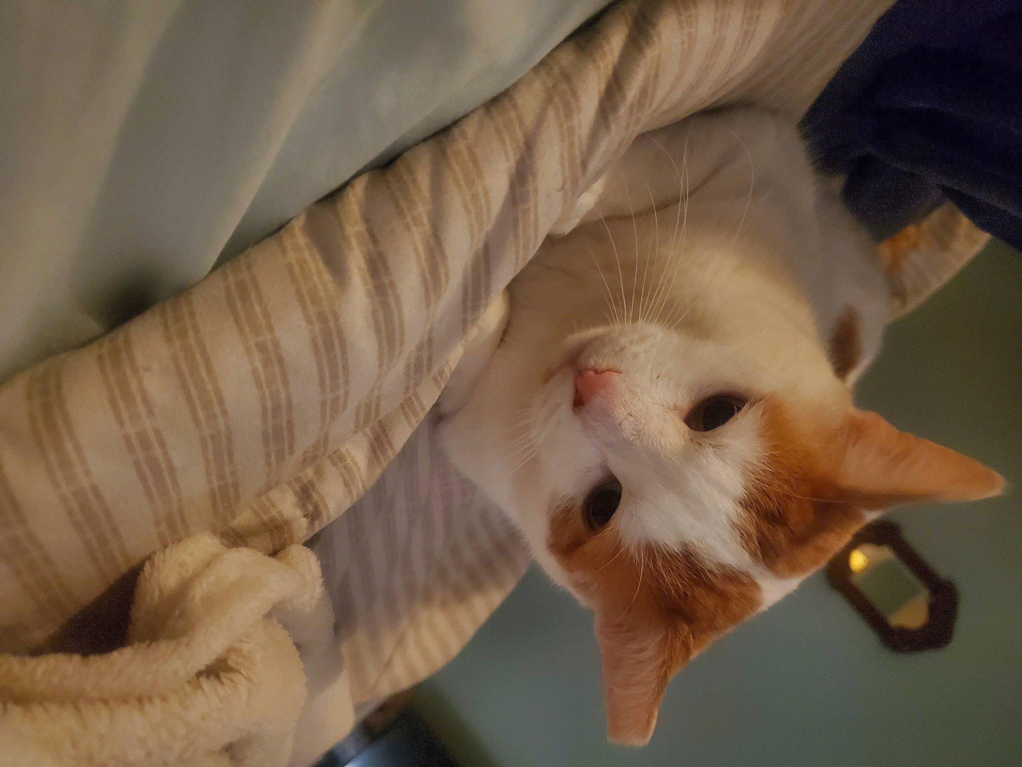 Chino is registered to the contest to win money with this photo: canidae, carnivore, cat, claw, comfort, domestic_short_haired_cat, ear, fawn, felidae, foot, fur, gesture, nail, nap, paw, small_to_medium_sized_cats, snout, tail, whiskers