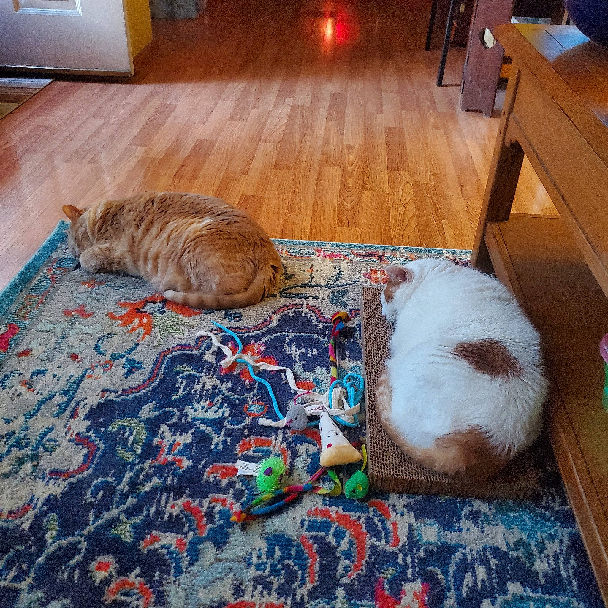 Chino joined the competition — help win amazing prizes! carnivore, cat, comfort, companion_dog, fawn, felidae, floor, flooring, fur, hardwood, laminate_flooring, linens, room, small_to_medium_sized_cats, sporting_group, table, tail, whiskers, wood, wood_stain