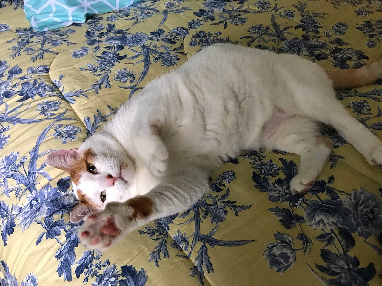 Chino is registered to the contest to win money with this photo: bed, bedding, carnivore, cat, claw, comfort, companion_dog, dog_breed, domestic_short_haired_cat, fang, fawn, felidae, foot, fur, linens, nap, paw, small_to_medium_sized_cats, tail, whiskers