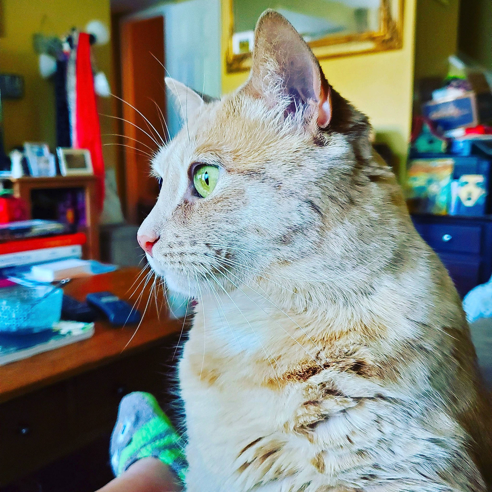 Hope joined the competition — help win amazing prizes! bookcase, carnivore, cat, comfort, domestic_short_haired_cat, felidae, fur, paw, picture_frame, plant, shelf, small_to_medium_sized_cats, tree, whiskers, window