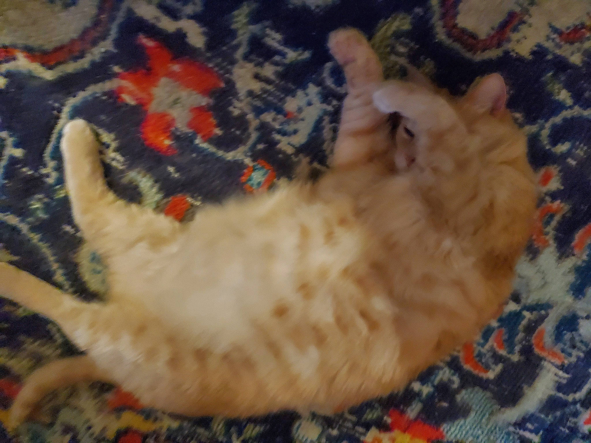 Hope joined the competition — help win amazing prizes! canidae, carnivore, cat, claw, comfort, dog_breed, domestic_short_haired_cat, electric_blue, fawn, felidae, foot, fur, nap, paw, small_to_medium_sized_cats, snout, sporting_group, tail, whiskers, wool