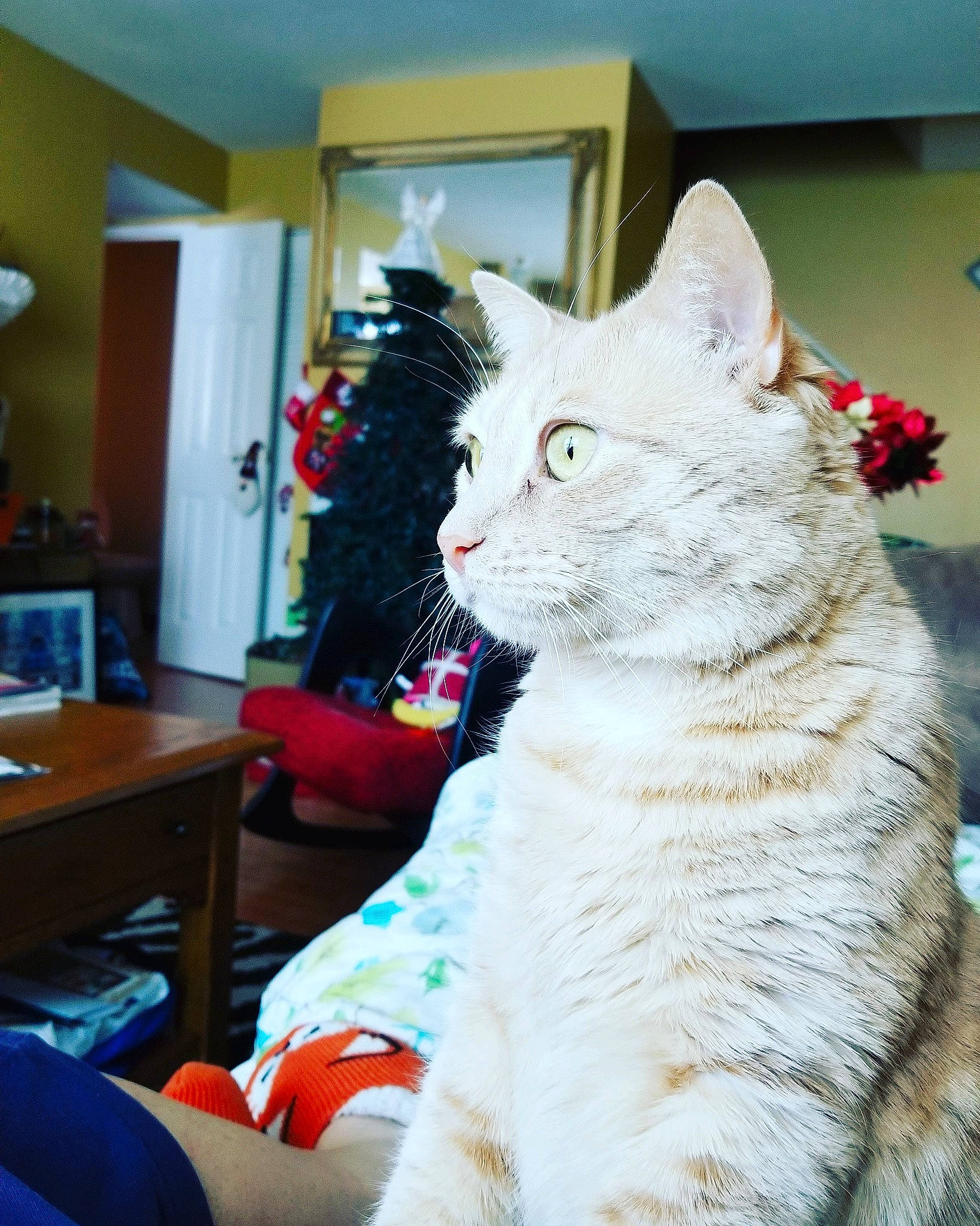 Hope is registered to the contest to win money with this photo: carnivore, cat, christmas, comfort, curtain, domestic_short_haired_cat, felidae, fur, houseplant, knitting, lap, linens, paw, room, sitting, small_to_medium_sized_cats, tail, whiskers, window