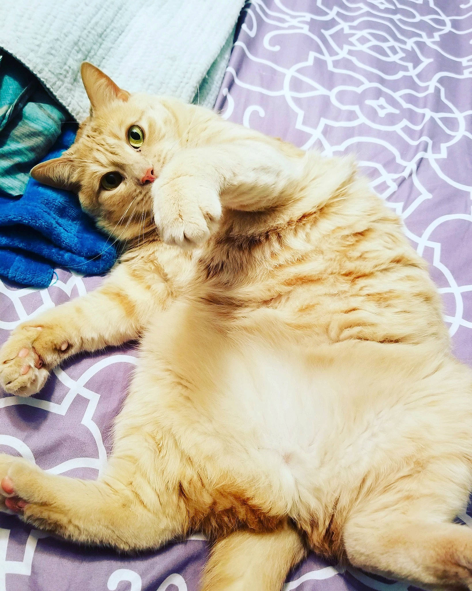 Hope joined the competition — help win amazing prizes! bed, carnivore, cat, claw, comfort, companion_dog, domestic_short_haired_cat, fawn, felidae, fur, gesture, nap, paw, sitting, small_to_medium_sized_cats, snout, tail, whiskers