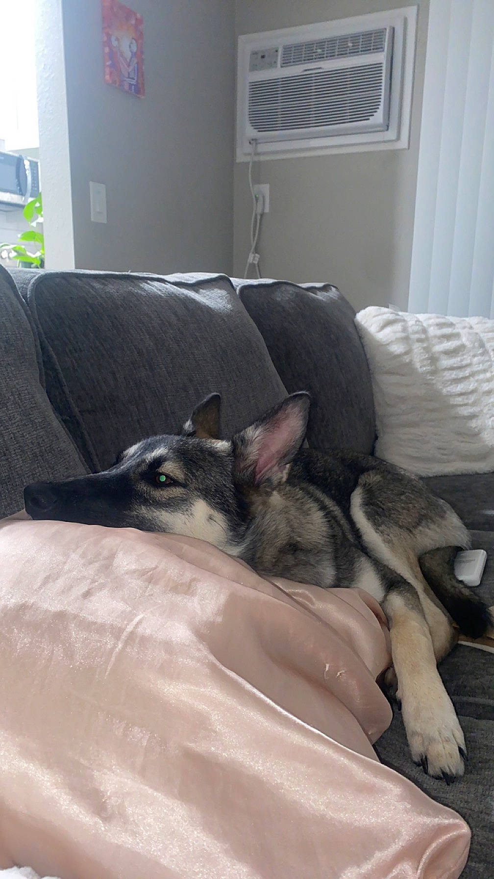 Mabel joined the competition — help win amazing prizes! bedding, canidae, carnivore, comfort, companion_dog, couch, dog, dog_breed, fawn, felidae, fur, grey, hardwood, linens, living_room, snout, sporting_group, whiskers, window_blind, working_animal