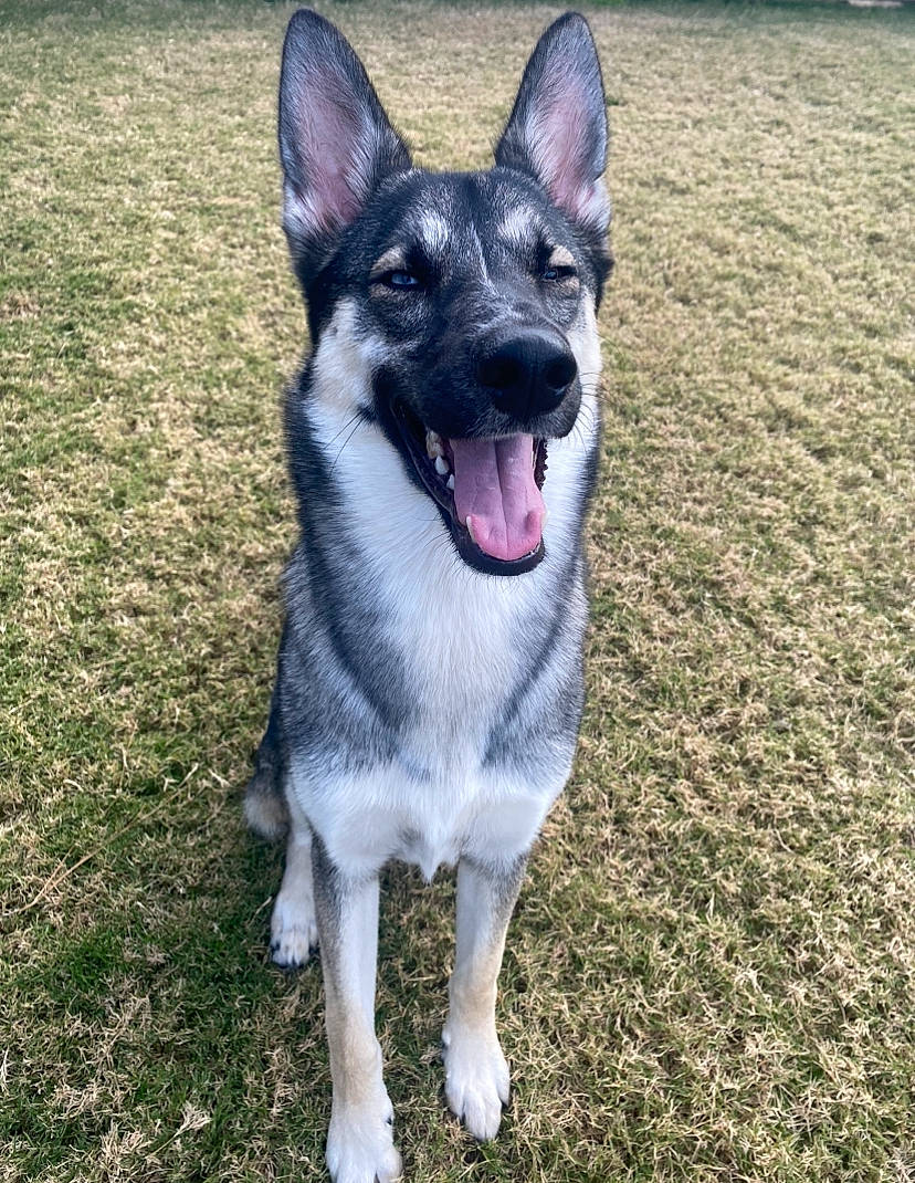 Mabel is registered to the contest to win money with this photo: canidae, carnivore, collar, companion_dog, dog, dog_breed, dog_supply, fang, grass, herding_dog, non_sporting_group, paw, plant, terrestrial_animal, whiskers, working_animal, working_dog