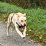 dog, labrador, running, outdoor, grass, path, autumn, leaves, animal, pet, canine, nature, energetic, happy, walking, daylight, park, playful, active, muzzle