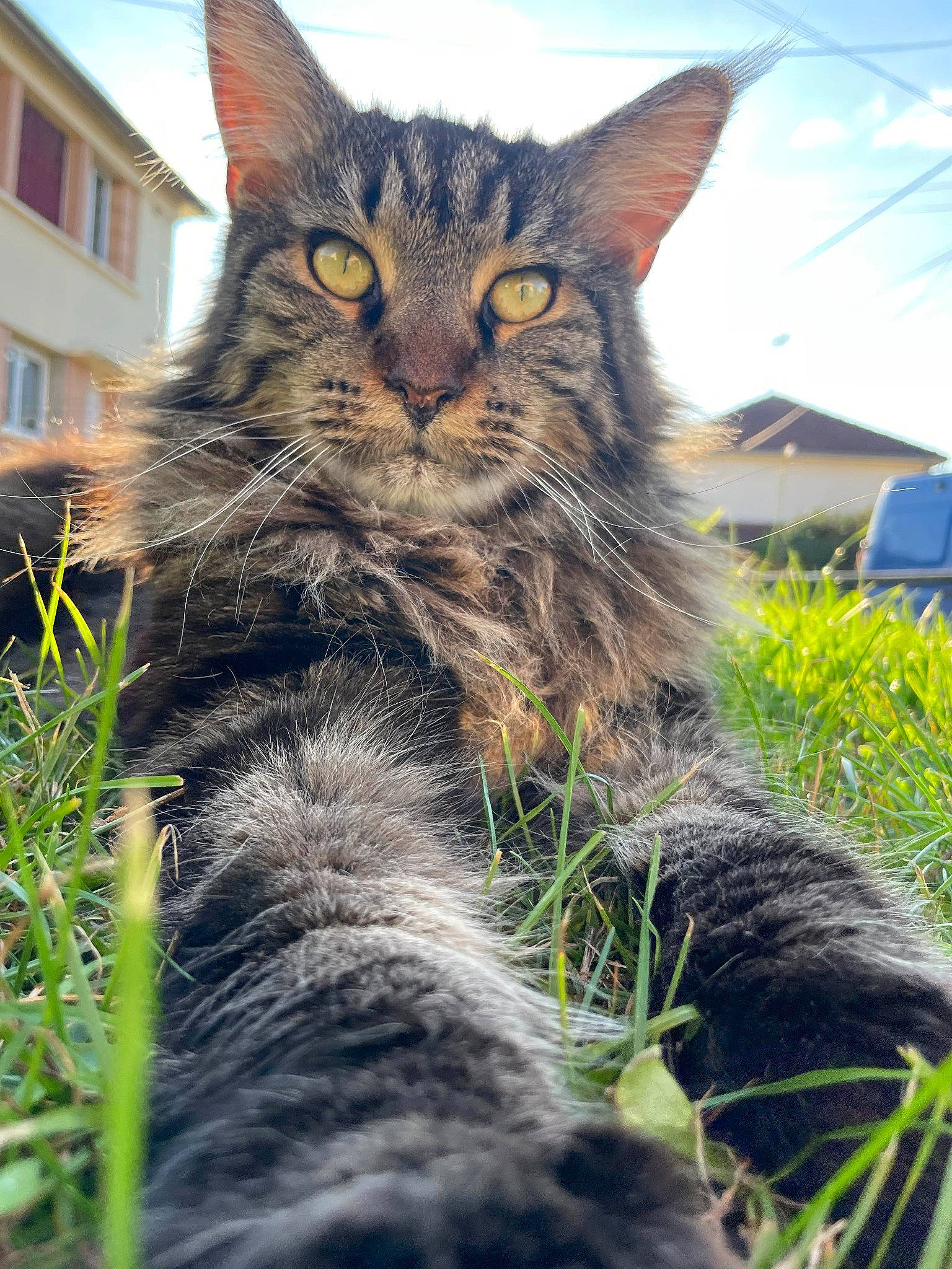 Hadès a rejoint le concours — aidez-le/la à gagner de superbes lots ! carnivore, cat, claw, domestic_short_haired_cat, felidae, fur, grass, iris, paw, plant, sitting, sky, small_to_medium_sized_cats, snout, tail, terrestrial_animal, tree, whiskers, wildlife, window