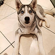 Aiko participe au concours pour gagner de l'argent avec cette photo : animal, blue_eyes, cage, canine, companion, curious, dog, domestic, ears, fur, household, husky, indoor, innocent, laying_down, looking_up, pet, puppy, tiled_floor, young