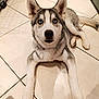 animal, blue_eyes, cage, canine, companion, curious, dog, domestic, ears, fur, household, husky, indoor, innocent, laying_down, looking_up, pet, puppy, tiled_floor, young