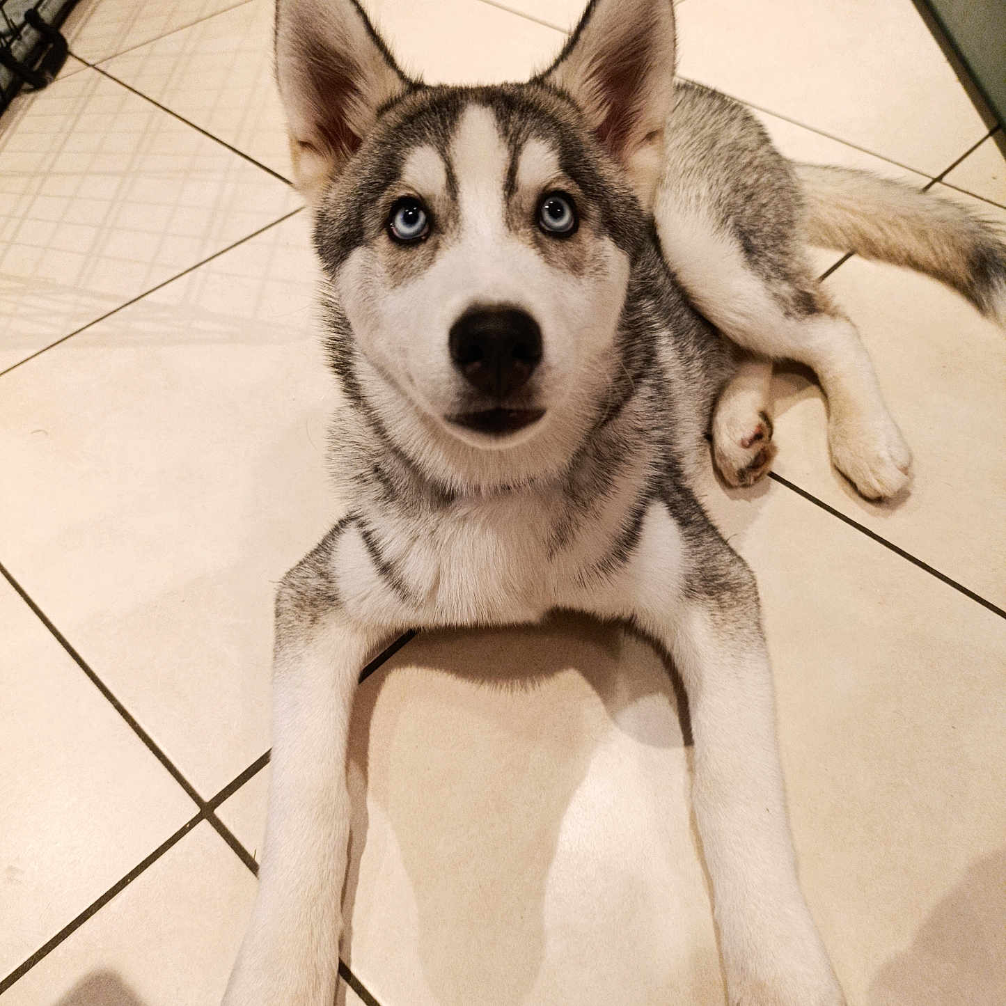 Aiko participe au concours pour gagner de l'argent avec cette photo : animal, blue_eyes, cage, canine, companion, curious, dog, domestic, ears, fur, household, husky, indoor, innocent, laying_down, looking_up, pet, puppy, tiled_floor, young