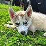puppy, husky, dog, grass, outdoor, animal, pet, blue_eyes, fur, nature, sunlight, greenery, young, lying_down, cute, canine, close_up, ears, snout, resting