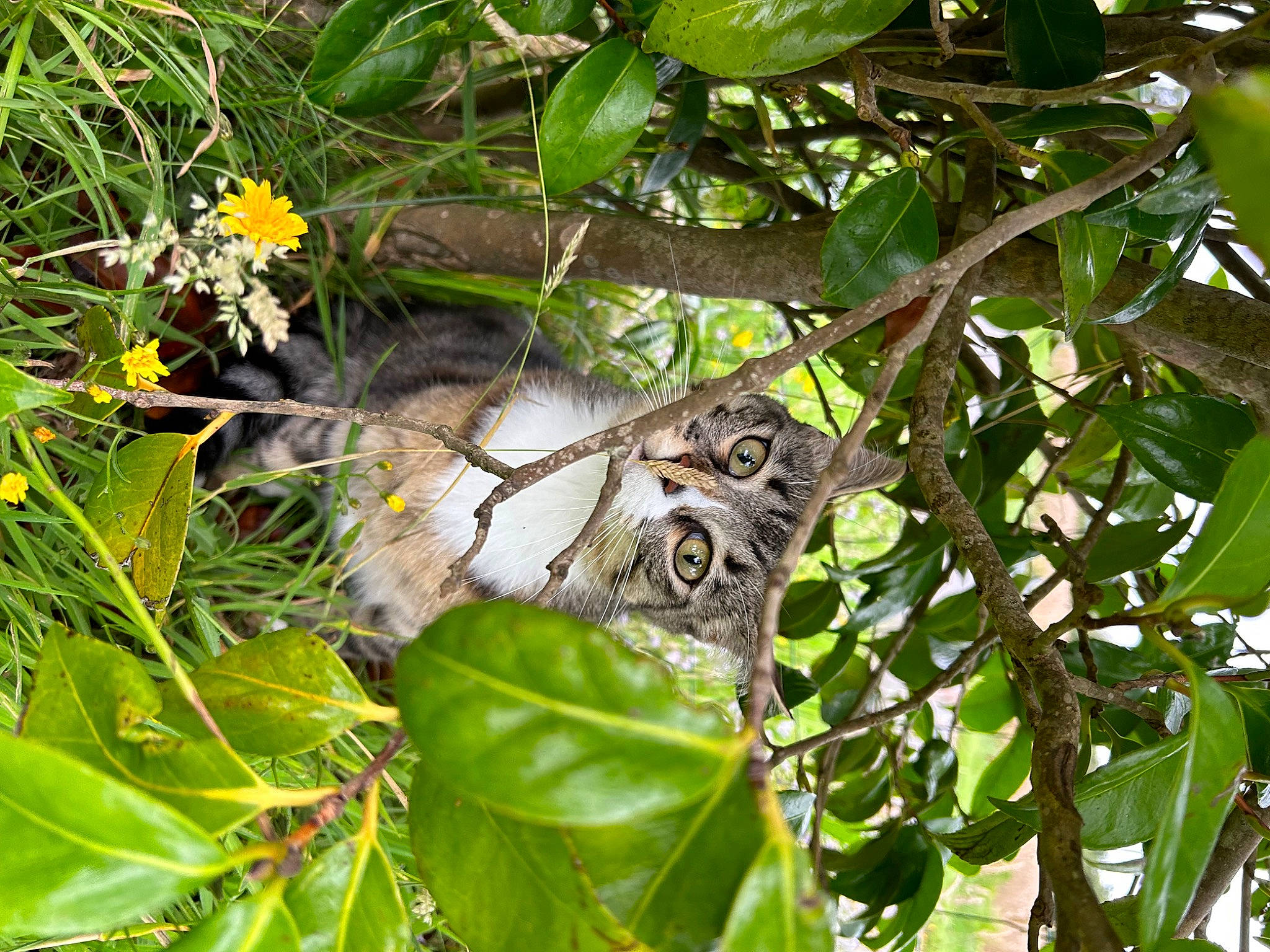 Texas participe au concours pour gagner de l'argent avec cette photo : beak, bird, bird_of_prey, branch, flower, flowering_plant, groundcover, herb, jungle, leaf, owl, plant, plant_stem, screech_owl, terrestrial_plant, tree, trunk, twig, wildlife