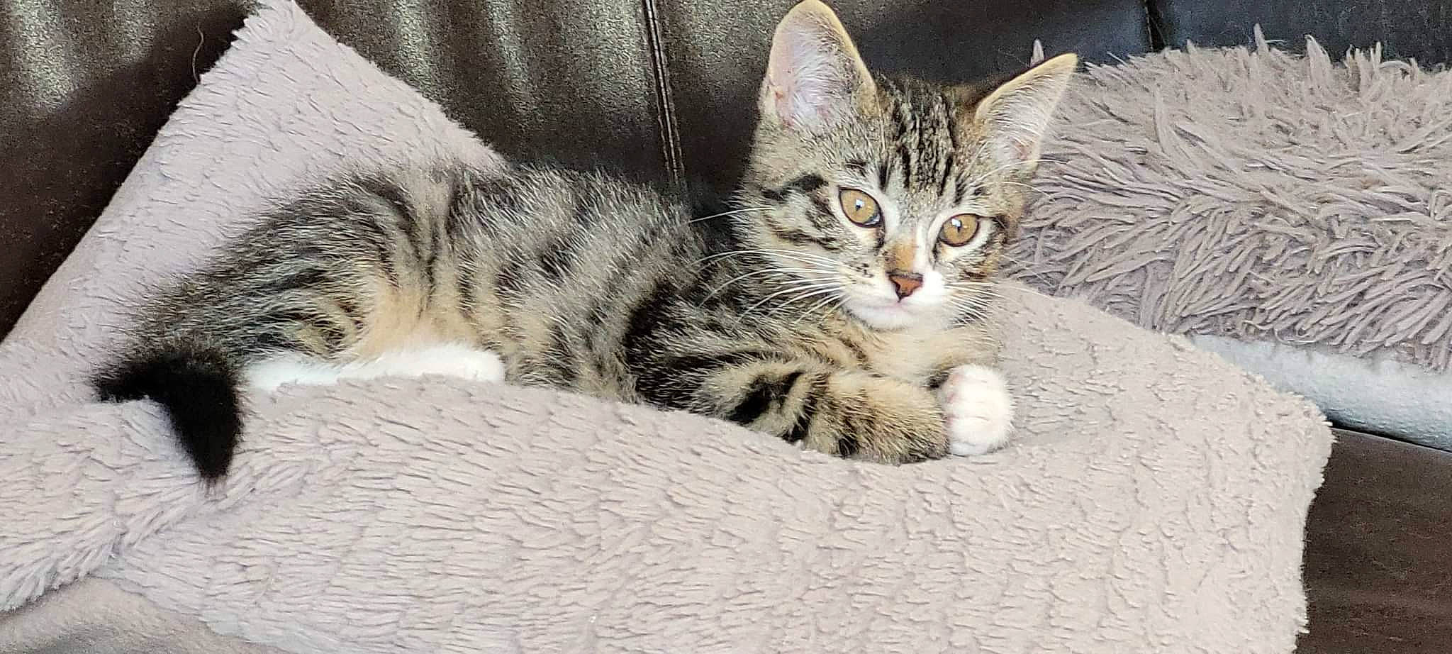 Texas participe au concours pour gagner de l'argent avec cette photo : carnivore, cat, claw, comfort, domestic_short_haired_cat, felidae, fur, paw, small_to_medium_sized_cats, snout, tail, terrestrial_animal, whiskers, wildlife