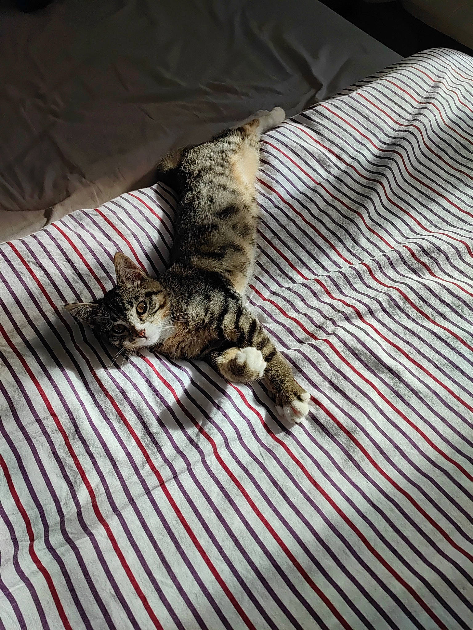 Texas participe au concours pour gagner de l'argent avec cette photo : bed, carnivore, cat, claw, comfort, couch, domestic_short_haired_cat, felidae, flooring, fur, grey, linens, pattern, small_to_medium_sized_cats, snout, tail, terrestrial_animal, textile, whiskers, wood