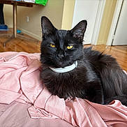 Midnight joined the competition — help win amazing prizes! animal, black_cat, blanket, cat, collar, cozy, domestic_cat, ears, feline, fur, house, indoor, mammal, pet, pink, relaxing, resting, whiskers, wooden_floor, yellow_eyes