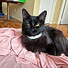 animal, black_cat, blanket, cat, collar, cozy, domestic_cat, ears, feline, fur, house, indoor, mammal, pet, pink, relaxing, resting, whiskers, wooden_floor, yellow_eyes