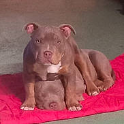 Simonne Et Hugette a rejoint le concours — aidez-le/la à gagner de superbes lots ! adorable, animal, blanket, brown_dog, canine, companion, cute, dog, ears, eyes, friendship, fur, indoor, paws, pet, playful, puppy, resting, snout, two_dogs