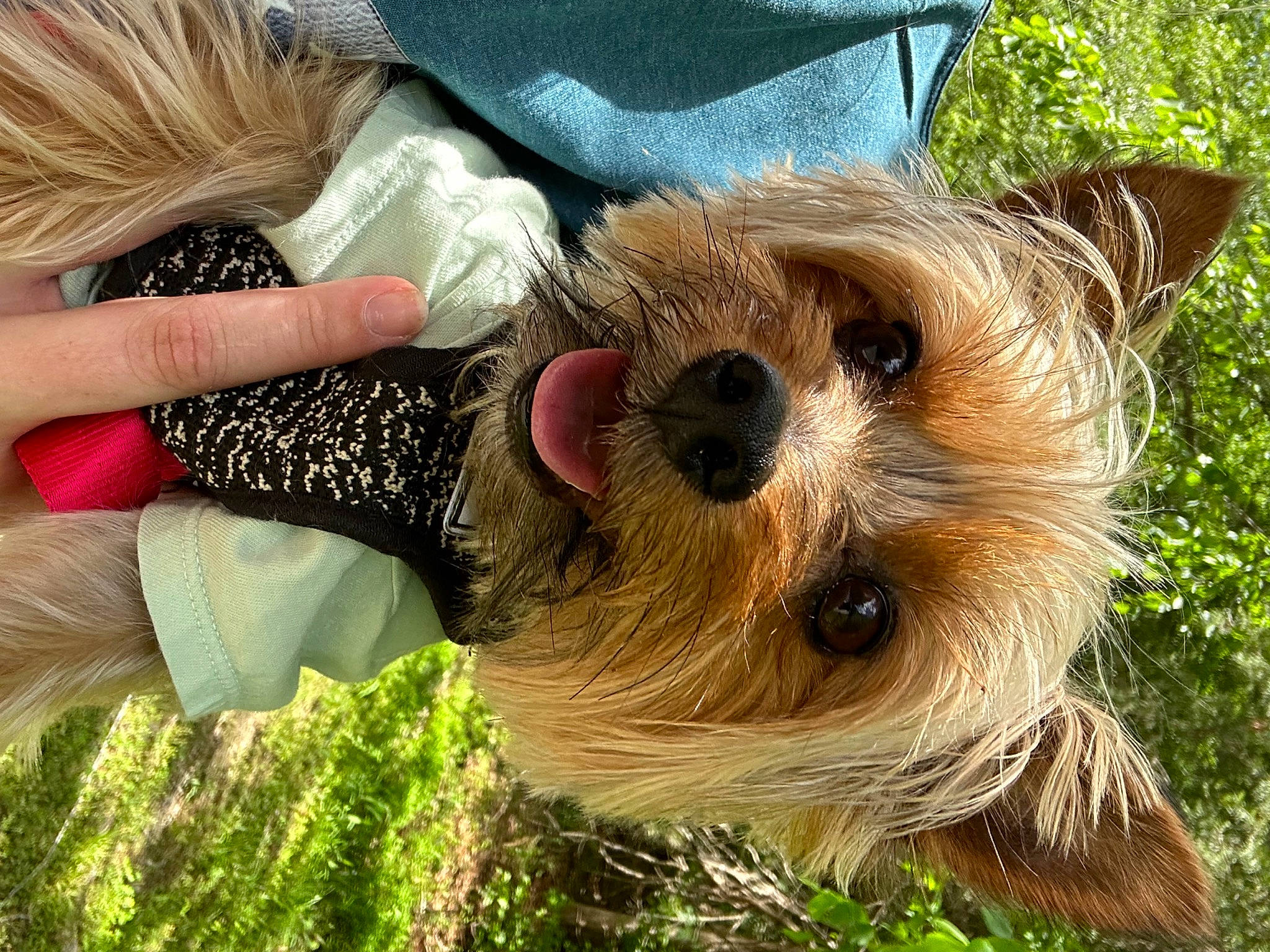 Tucker is registered to the contest to win money with this photo: canidae, carnivore, companion_dog, dog, dog_breed, dog_clothes, event, fashion_accessory, fawn, fur, grass, hat, small_terrier, snout, sporting_group, sun_hat, sunglasses, terrier, toy, toy_dog