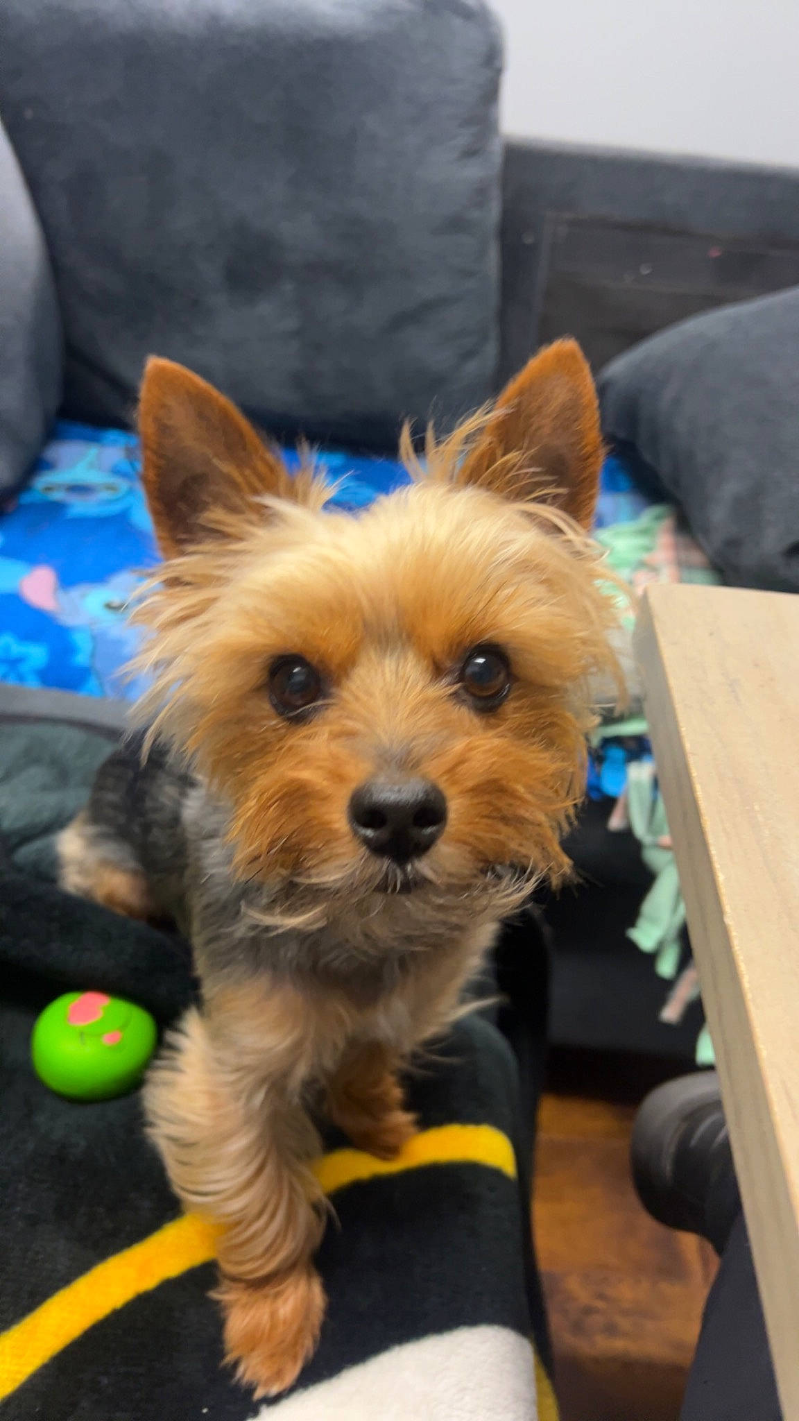 Tucker is registered to the contest to win money with this photo: australian_terrier, biewer_terrier, canidae, carnivore, companion_dog, couch, dog, dog_breed, dog_supply, electric_blue, fawn, fur, small_terrier, snout, sporting_group, tennis_ball, terrier, toy_dog, yorkipoo, yorkshire_terrier