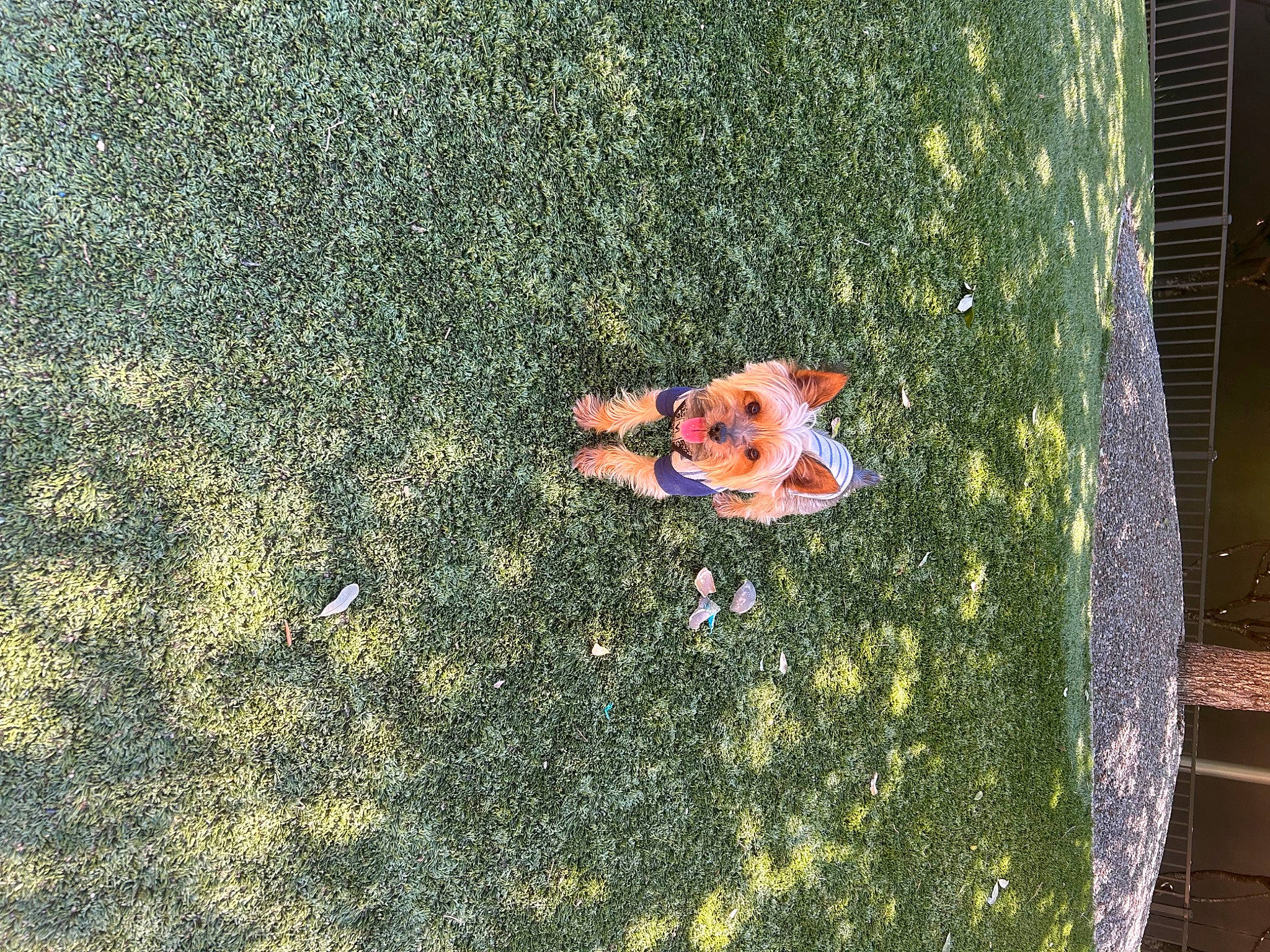 Tucker is registered to the contest to win money with this photo: asphalt, carmine, concrete, flooring, foot, garden, grass, landscape, lawn, organism, people_in_nature, plant, road, road_surface, shadow, shrub, sidewalk, soil, tar, tints_and_shades