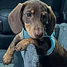 animal, brown, canine, car_interior, car_seat, companion, cute, dachshund, dog, domestic_animal, furry, harness, indoors, looking, pet, puppy, resting, seat_cover, small_dog, young